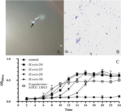 Biological Characteristics and Pathogenicity of Helcococcus ovis Isolated From Clinical Bovine Mastitis in a Chinese Dairy Herd